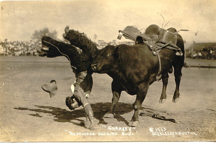 Sharkey, The Famous Bucking Bull, 1913